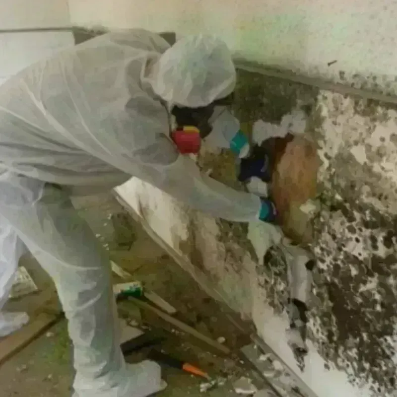 Mold Remediation and Removal in Clay County, KY